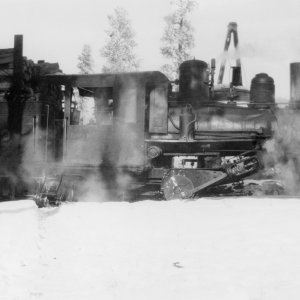 Climax Baker White Pine.jpg